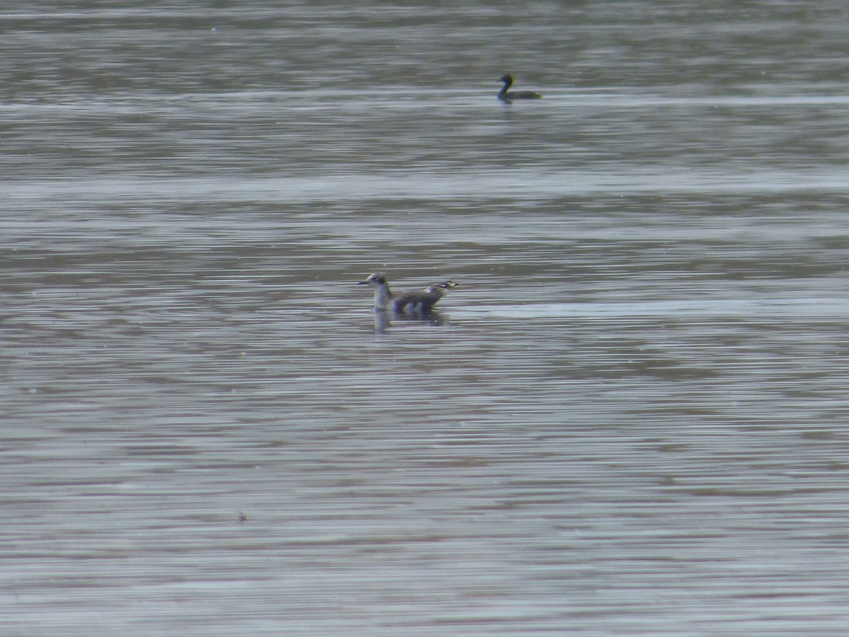 Franklin's Gull - ML606280481