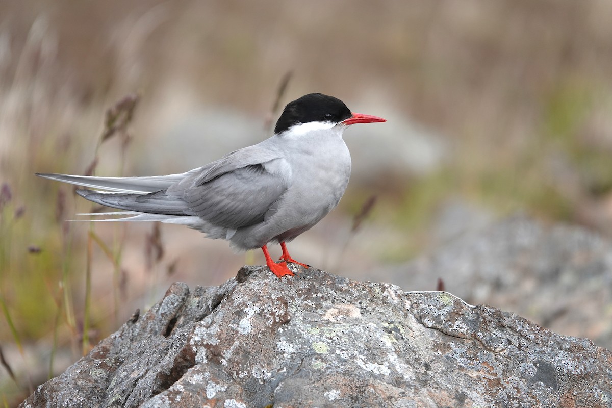 Kerguelen Tern - ML606280521