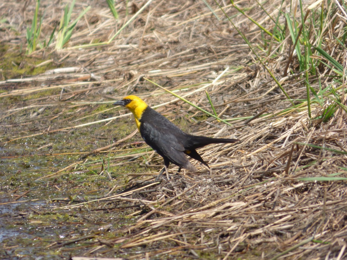 Yellow-headed Blackbird - ML606280571