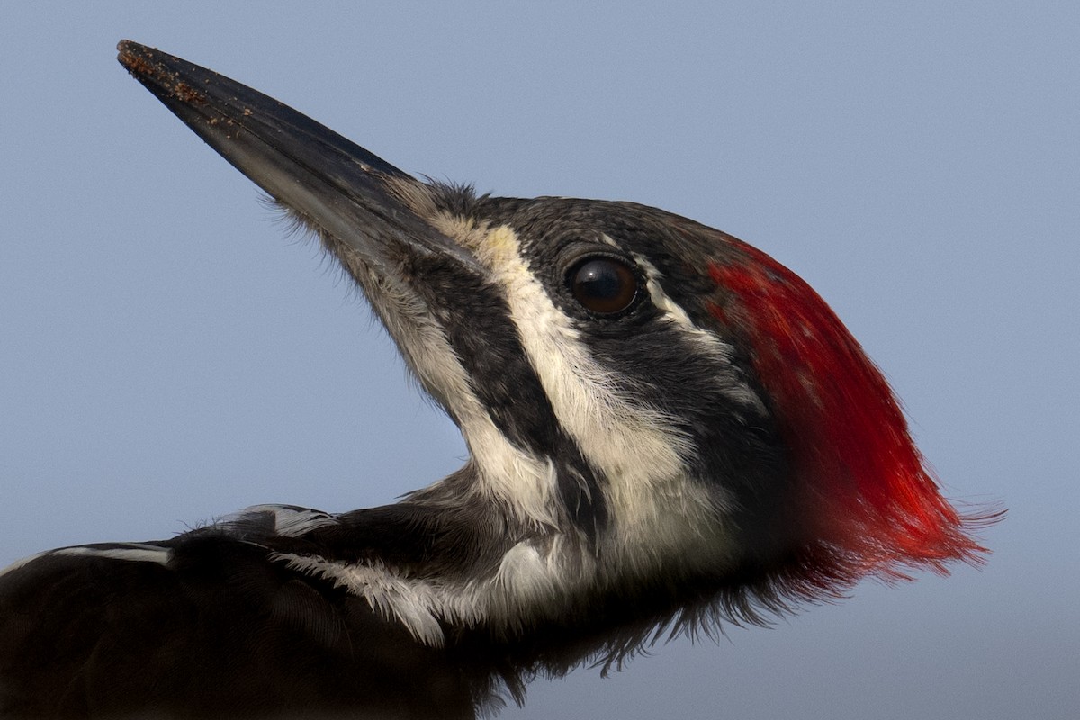 Pileated Woodpecker - ML606280641