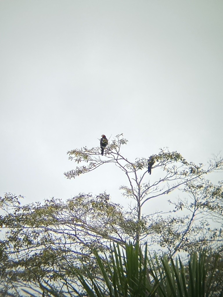 Black Caracara - ML606280711