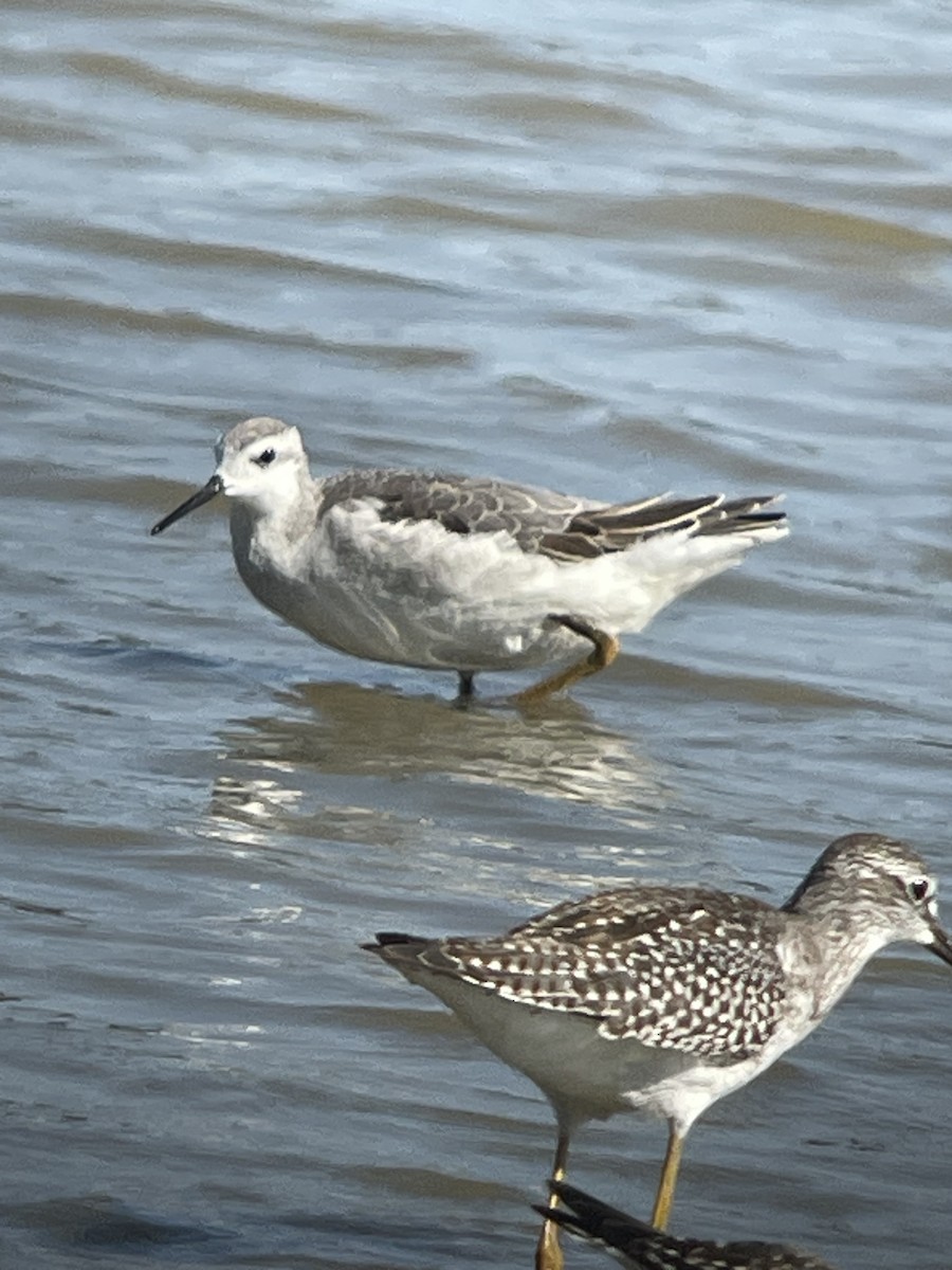 Wilson's Phalarope - ML606280881