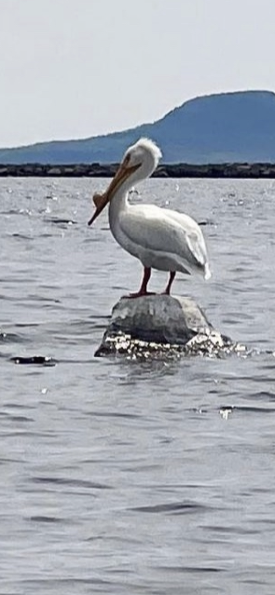 American White Pelican - ML606281101