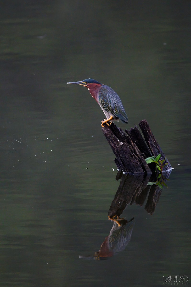 Green Heron - Jonathan Muró