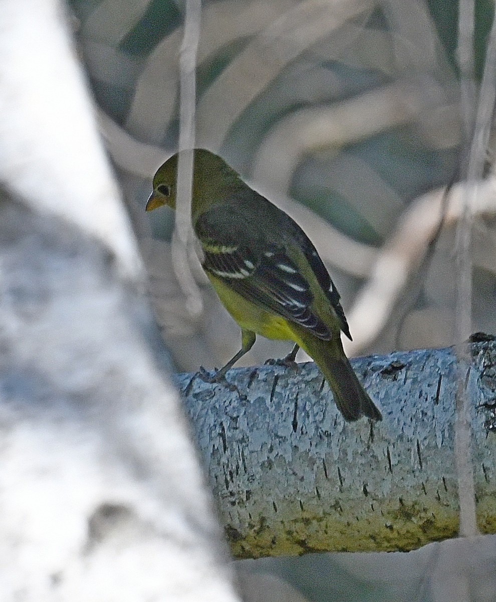 Western Tanager - ML606282121