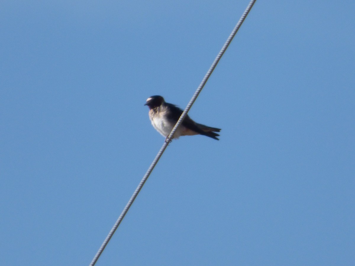 Cliff Swallow - ML606282951