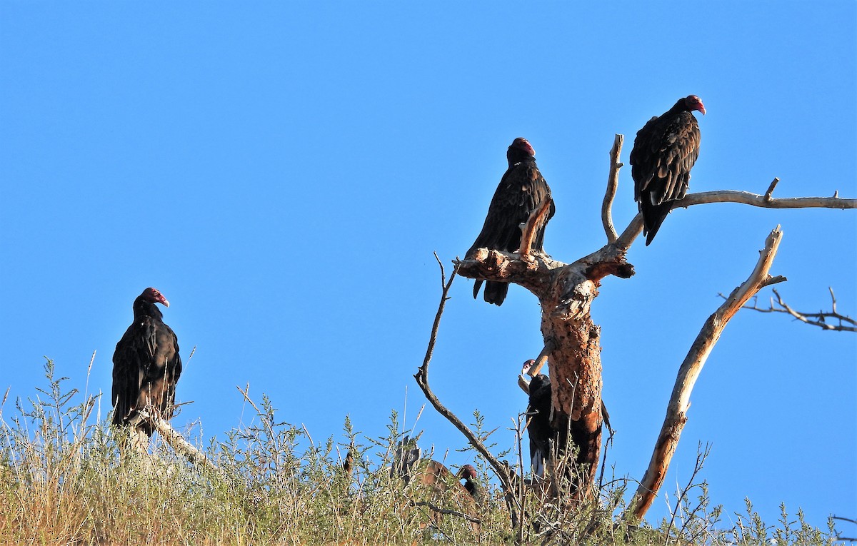 Turkey Vulture - ML606283881