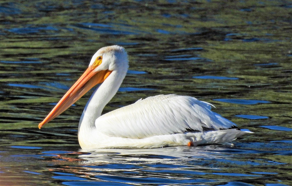 pelikán severoamerický - ML606283971