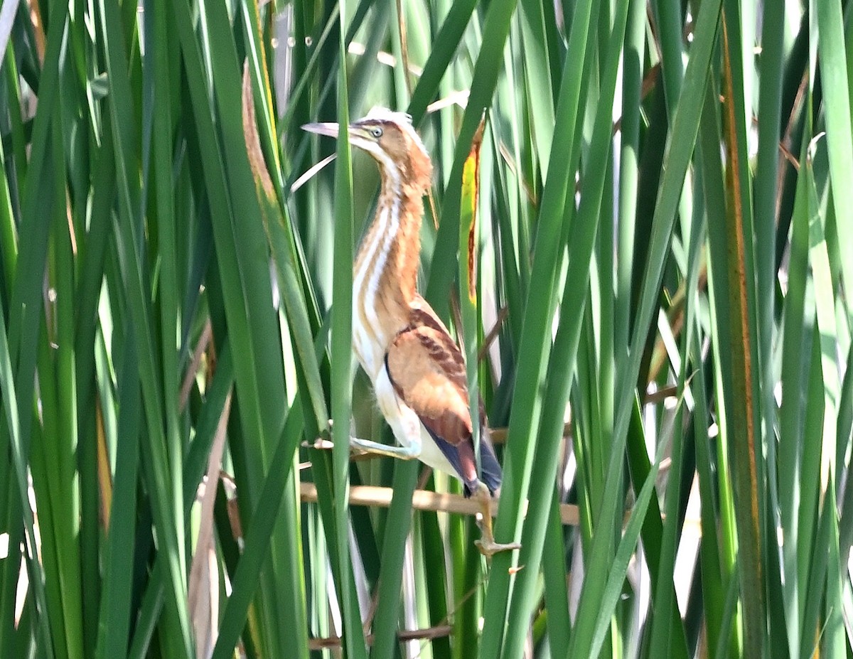 Least Bittern - ML606284411