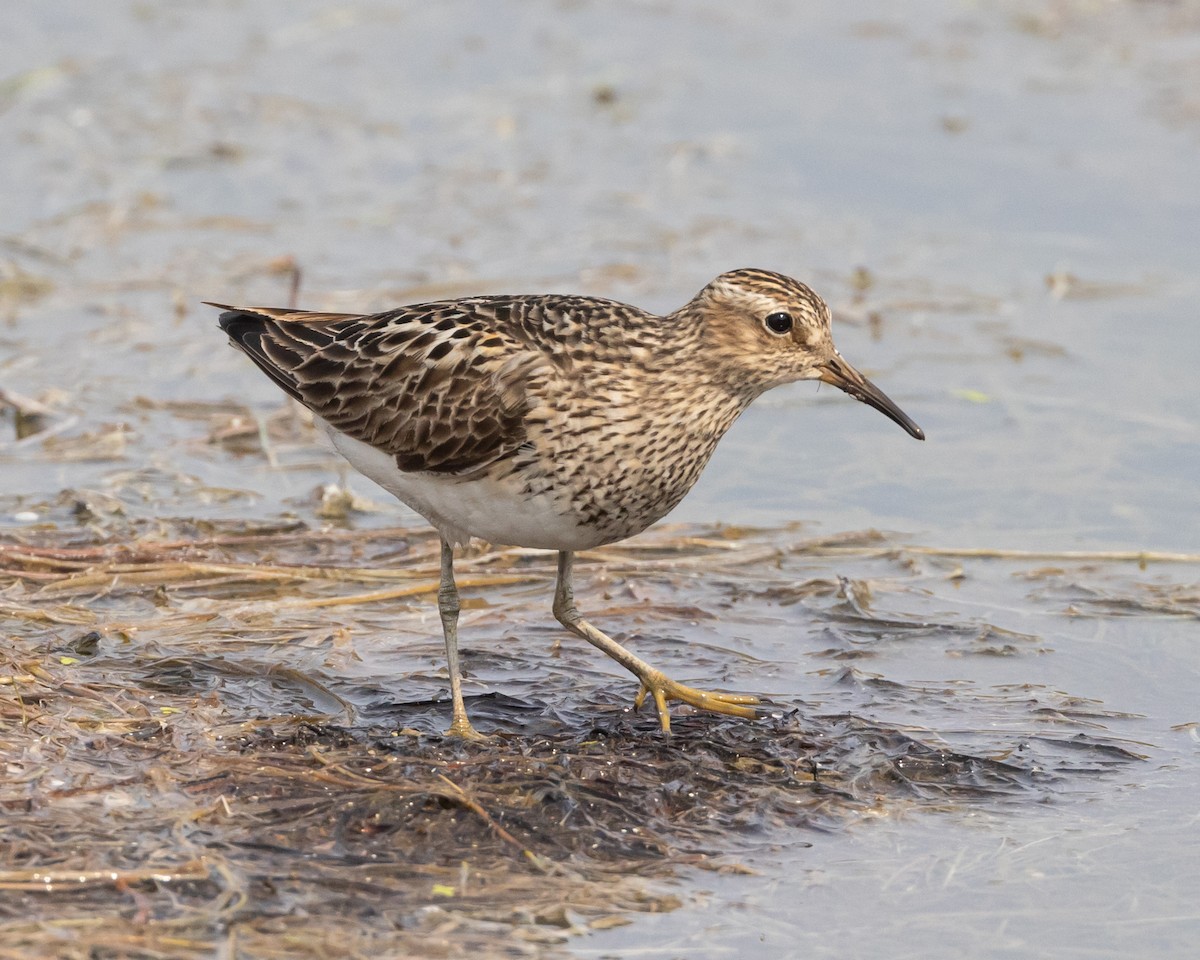 Pectoral Sandpiper - Jeff Lewis