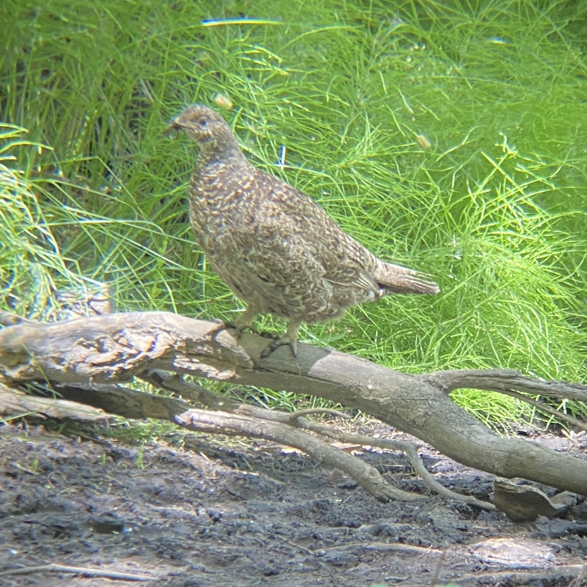 Sooty Grouse - ML606284561