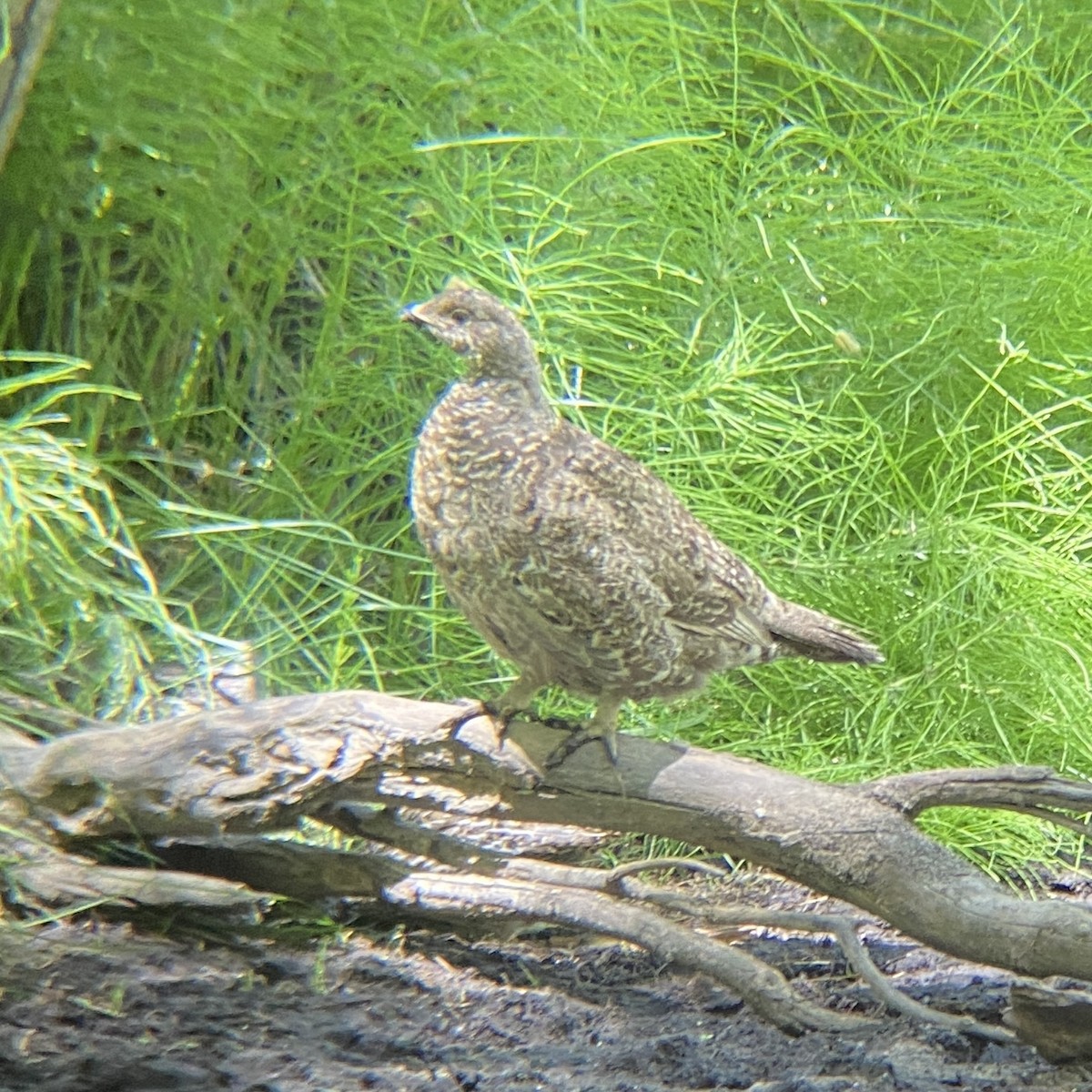 Sooty Grouse - ML606284571