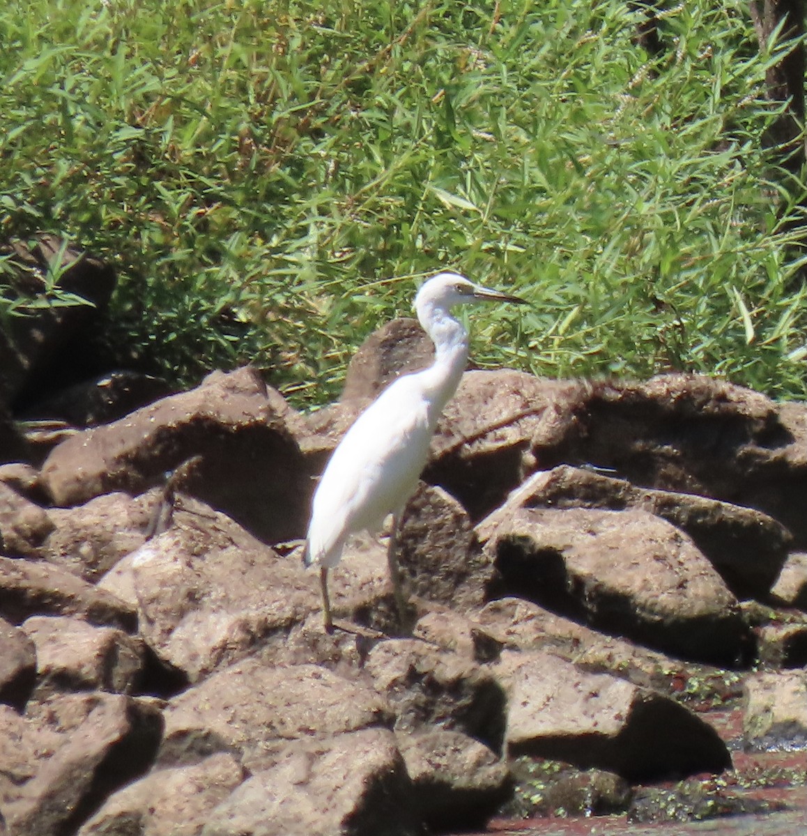 Little Blue Heron - ML606285151