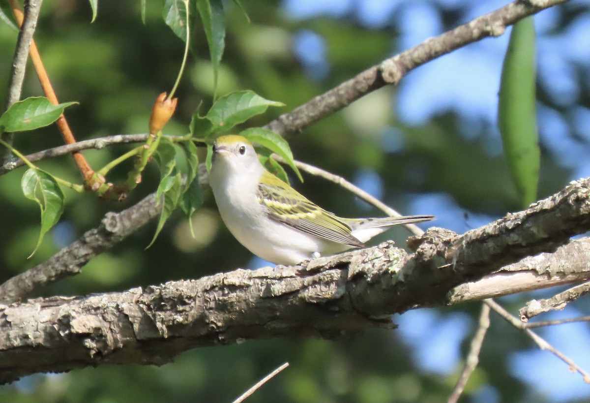 Chestnut-sided Warbler - ML606285731