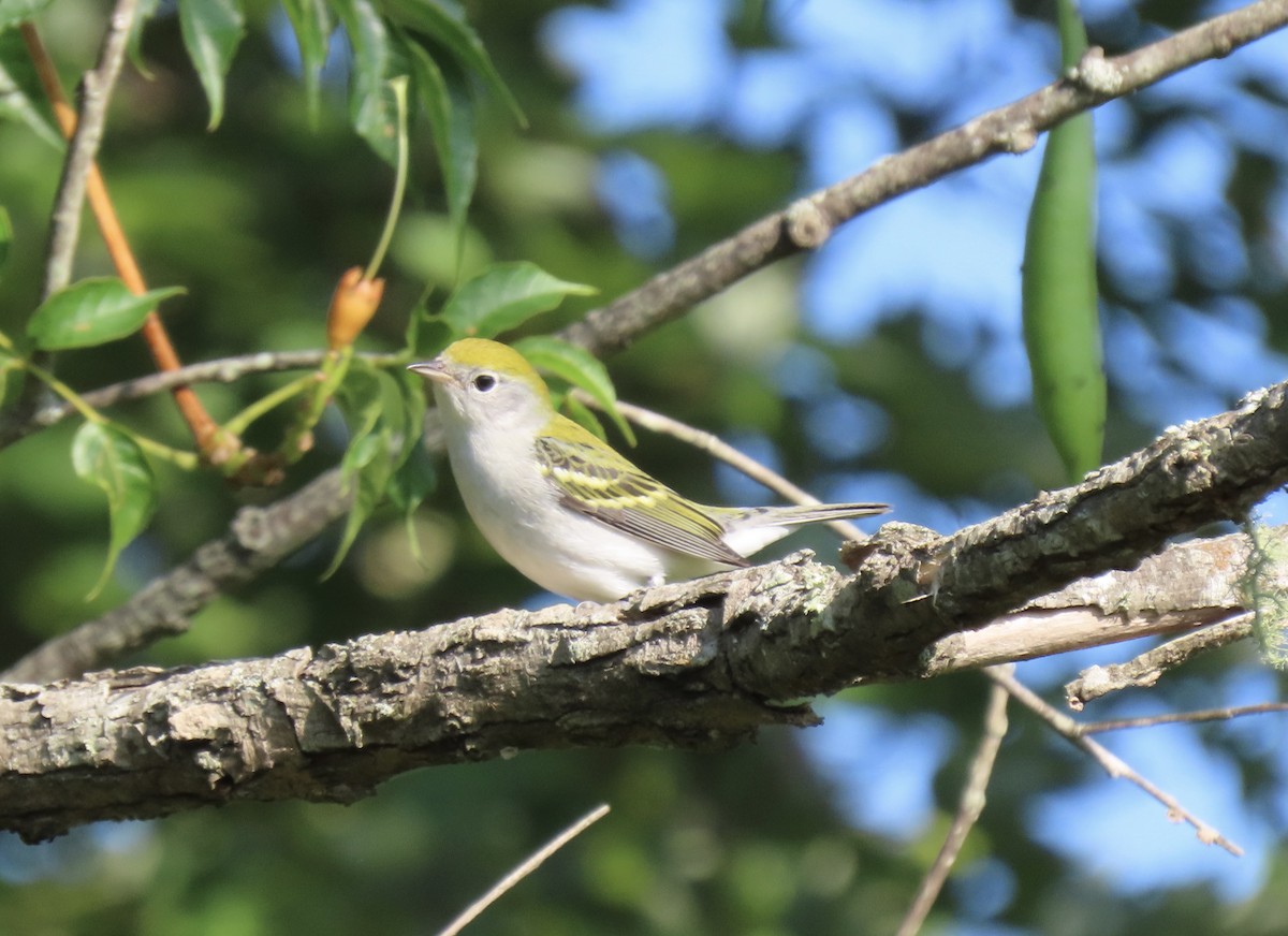 Chestnut-sided Warbler - ML606285891