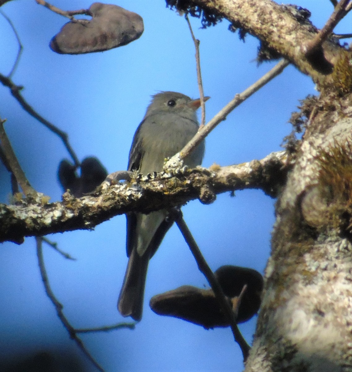 Southern Tropical Pewee - ML606286141