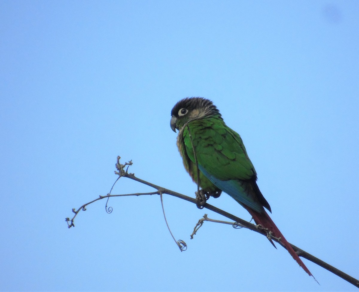 Green-cheeked Parakeet - ML606286311