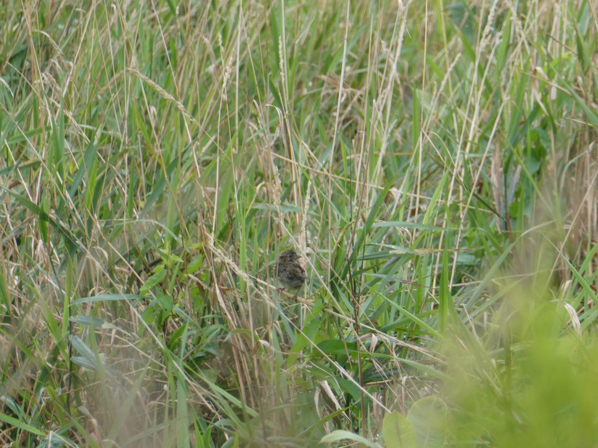 Swamp Sparrow - ML606286331