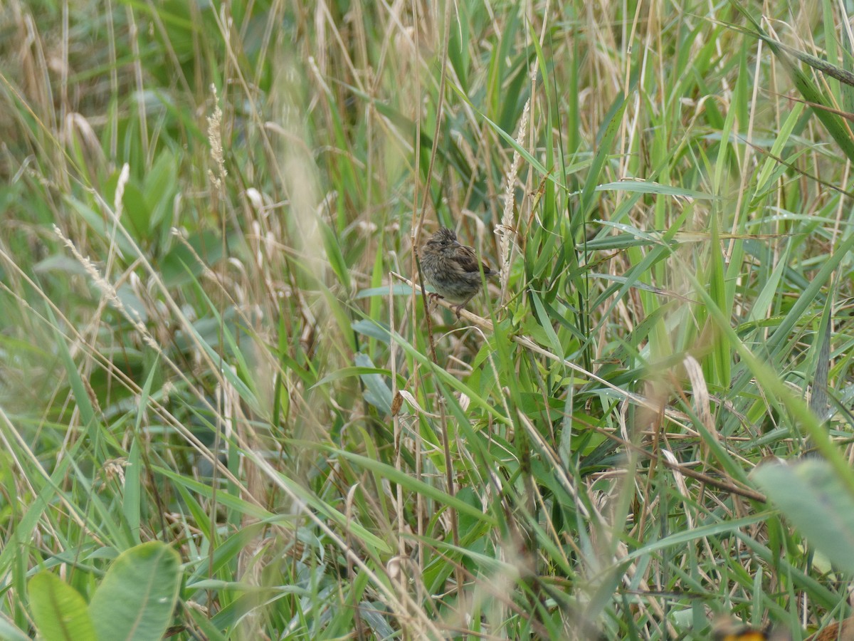 Swamp Sparrow - ML606286341