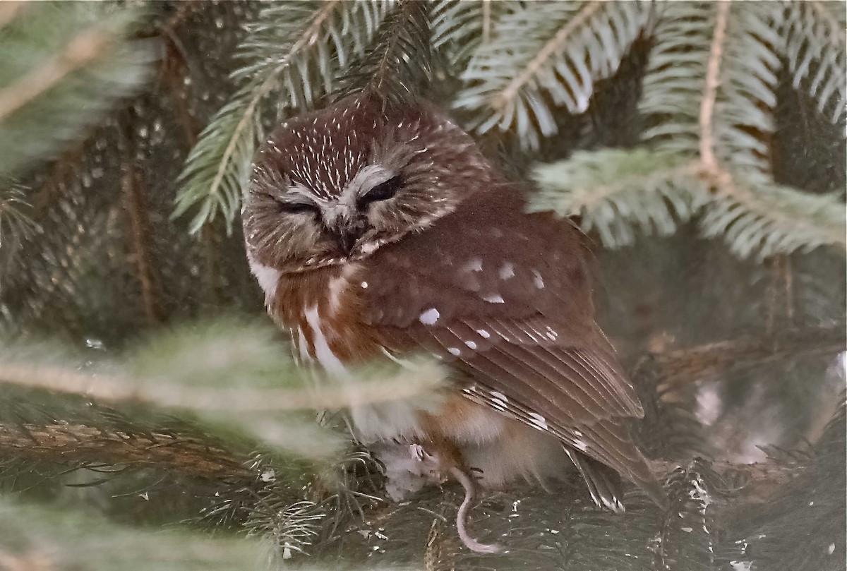 Northern Saw-whet Owl - ML606286361