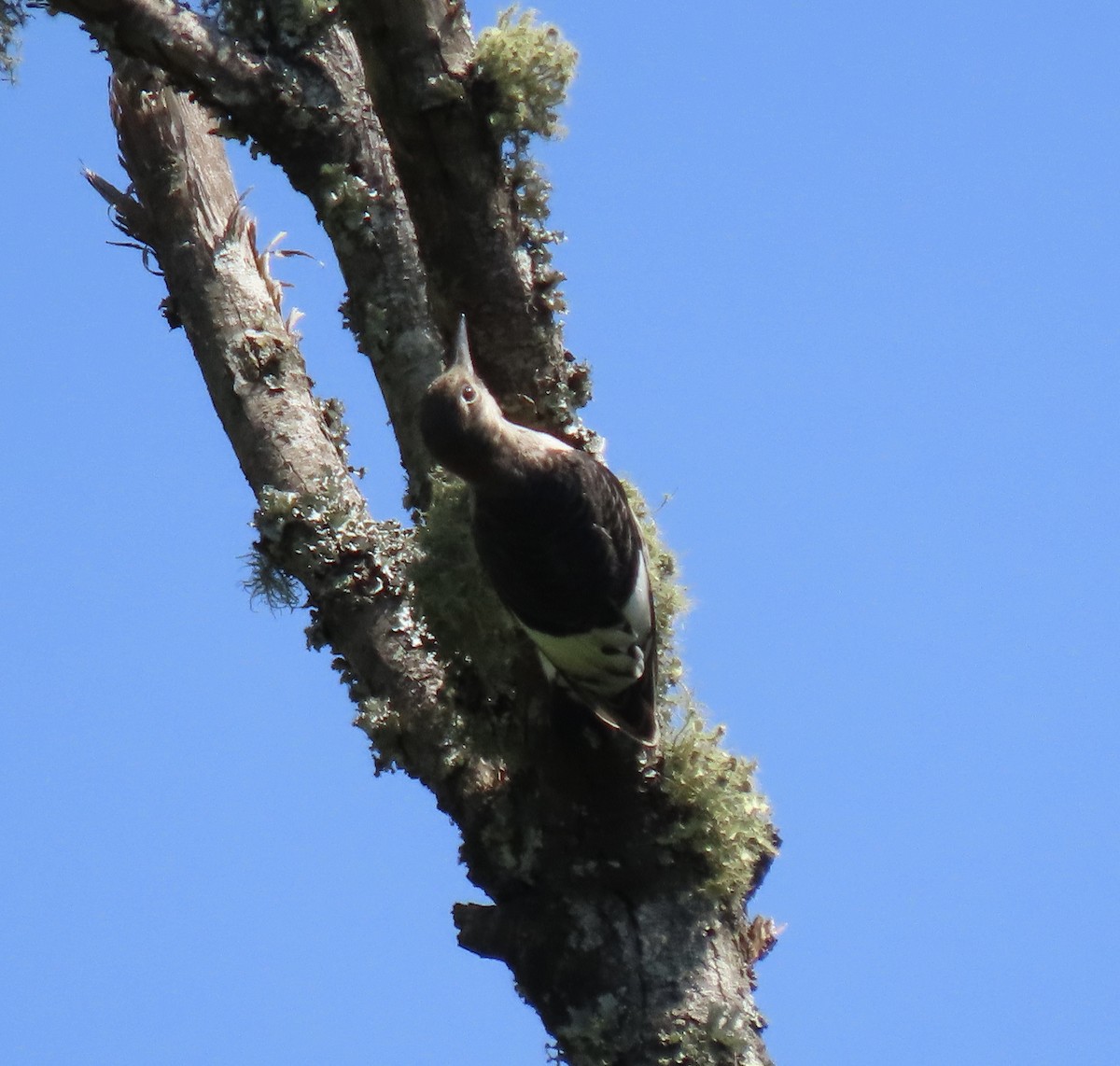 Red-headed Woodpecker - ML606286411