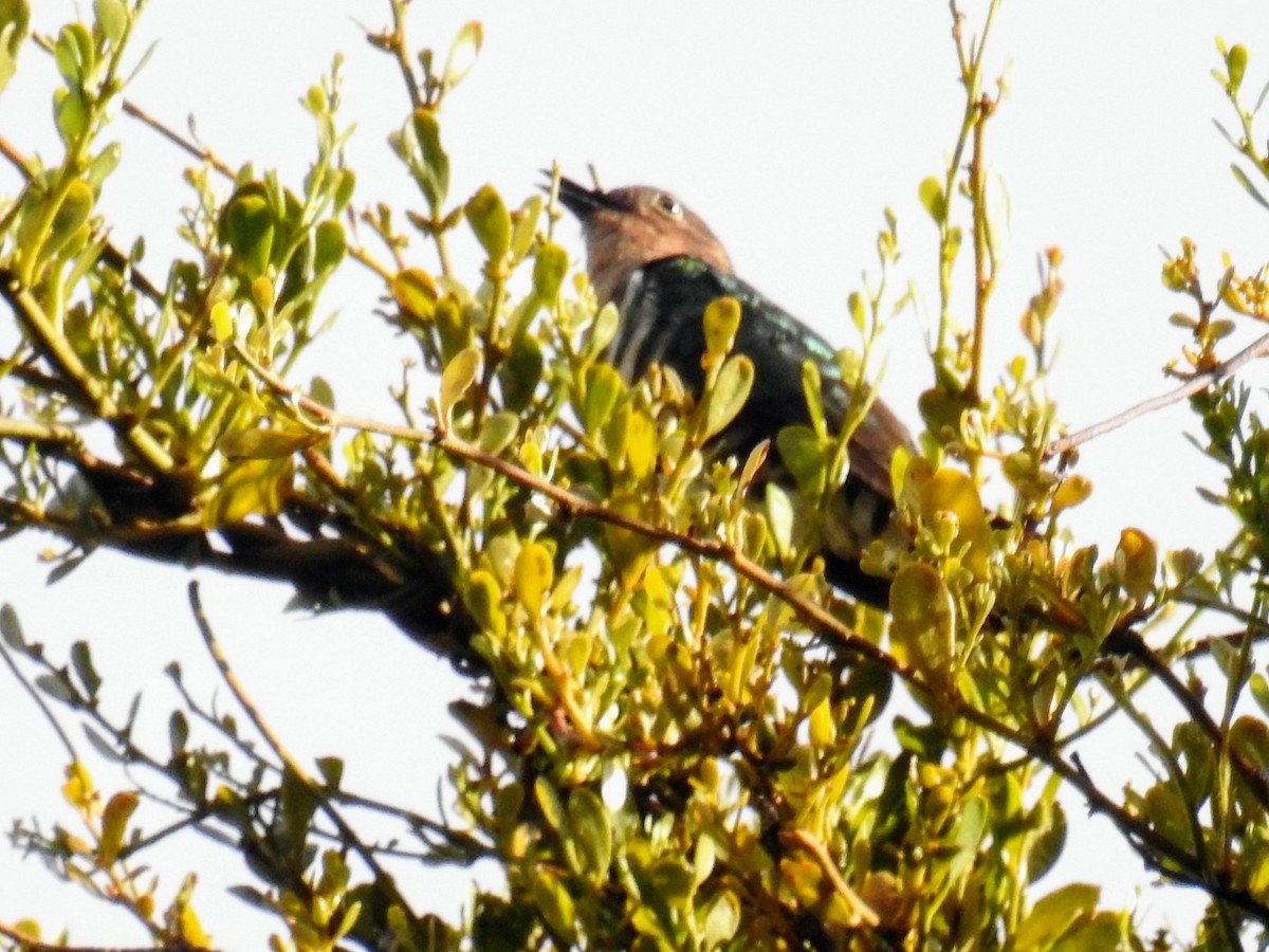 Rufous-throated Bronze-Cuckoo - ML606286741