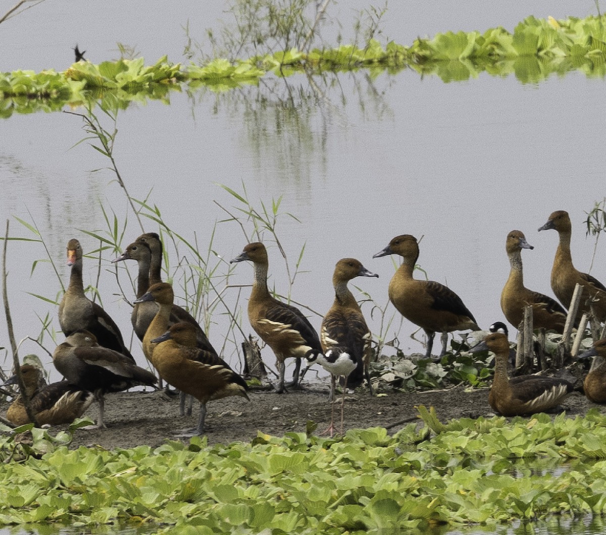 Fulvous Whistling-Duck - ML606286761