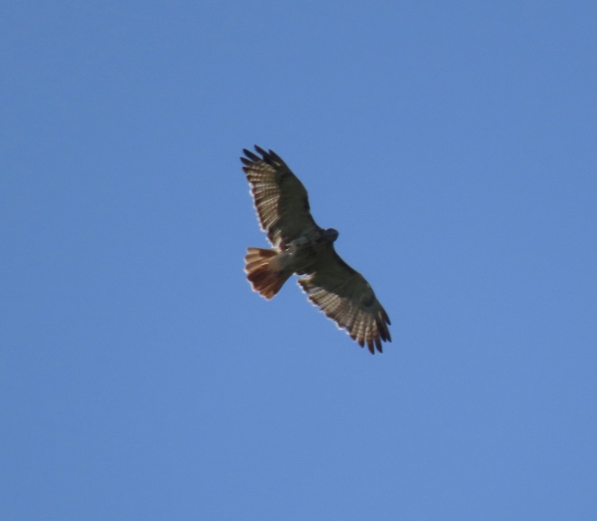Red-tailed Hawk - ML606287121