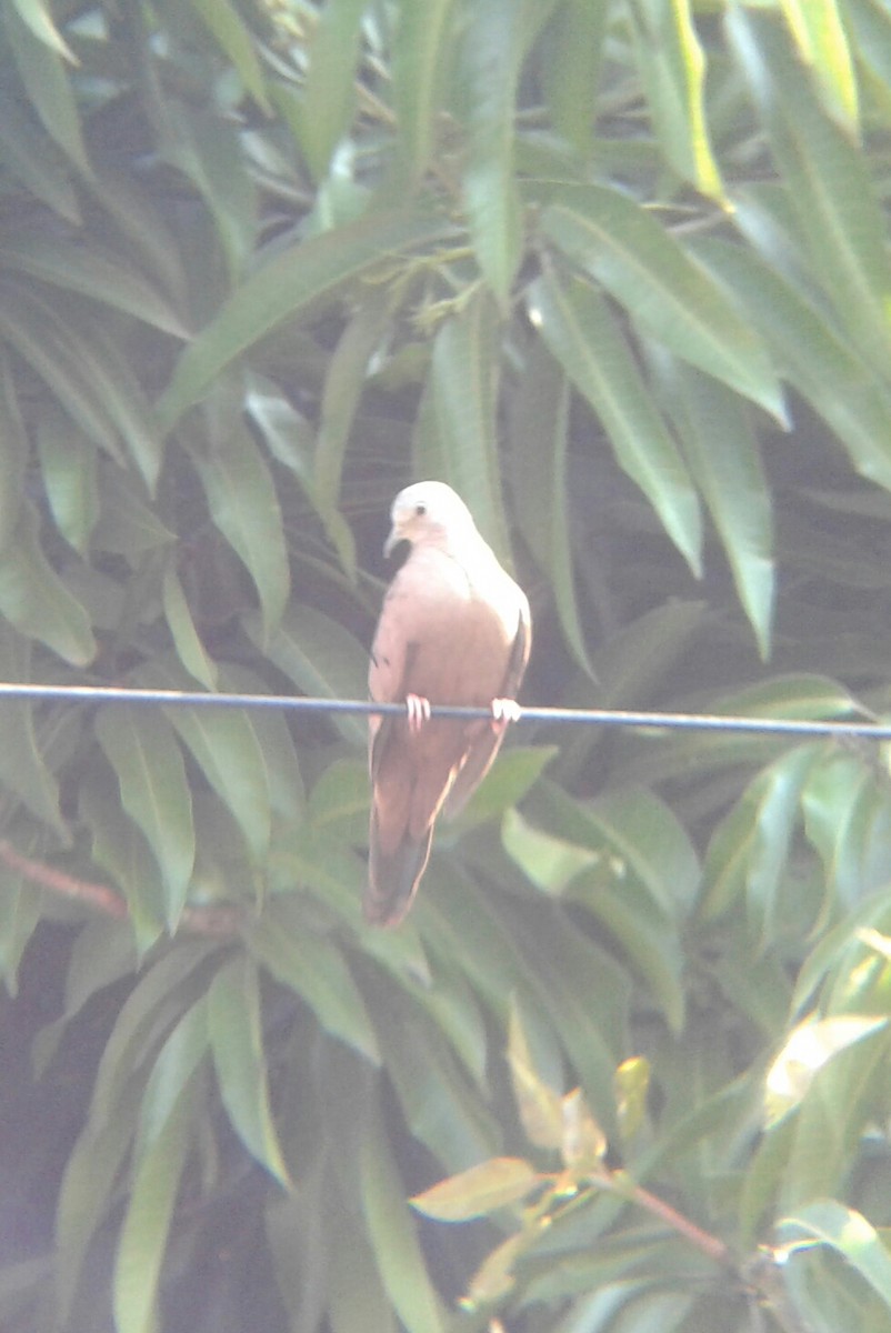 Ruddy Ground Dove - Dario Luengo Gevara