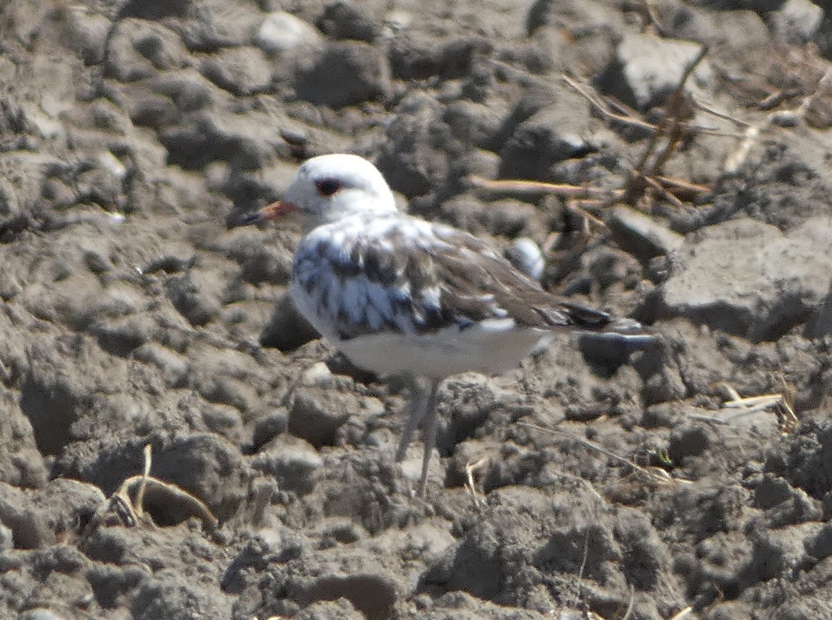 Killdeer - Paul Mackenzie