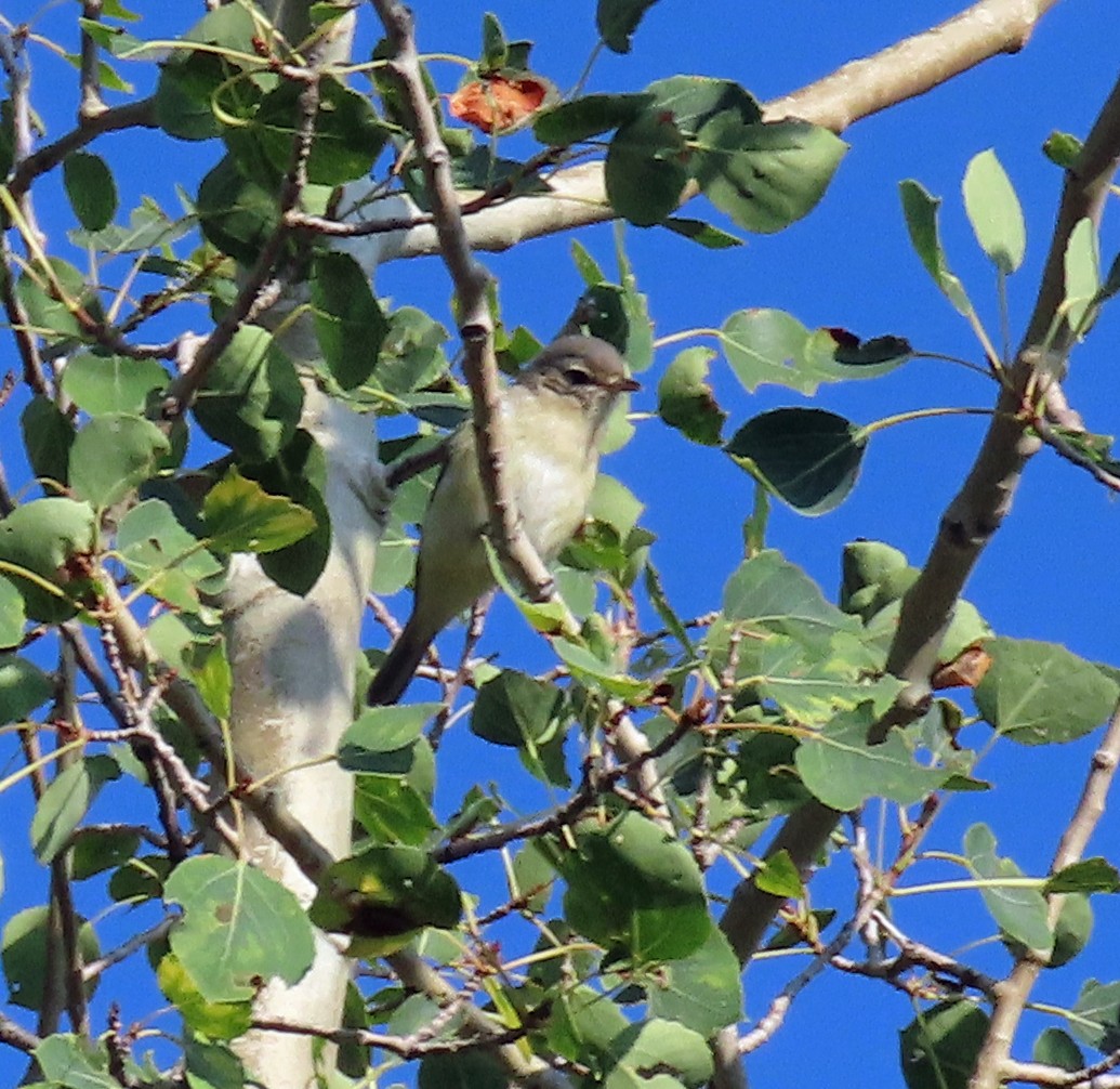 Warbling Vireo - ML606288961