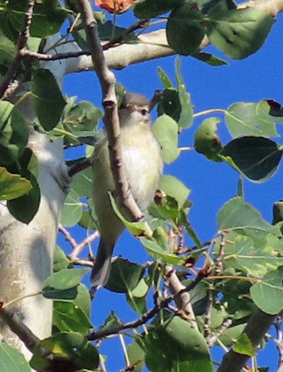 Warbling Vireo - ML606288971