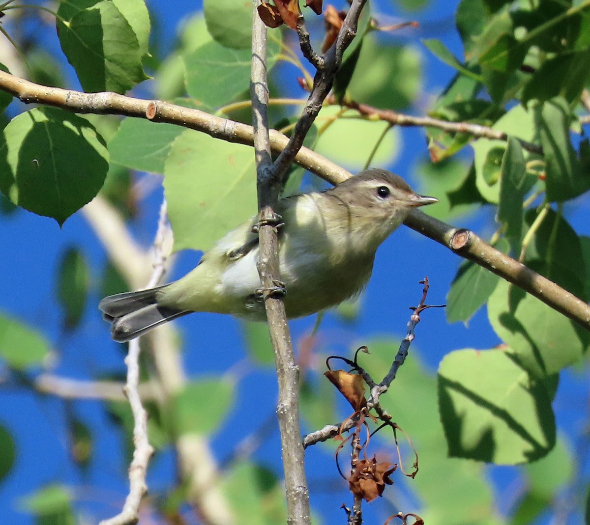 Warbling Vireo - JoAnn Potter Riggle 🦤