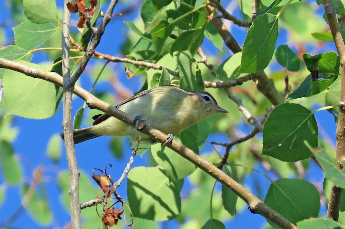 Warbling Vireo - JoAnn Potter Riggle 🦤