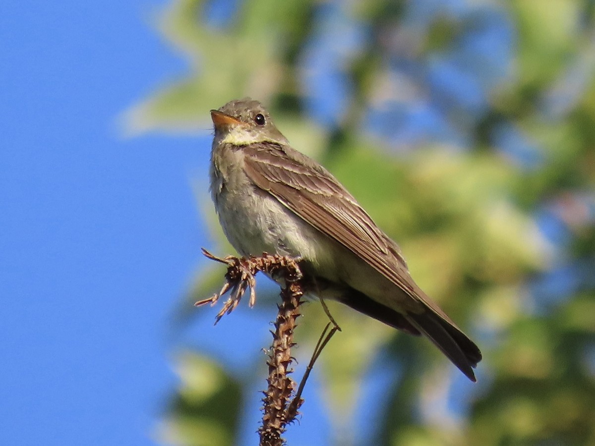 Eastern Wood-Pewee - ML606290061