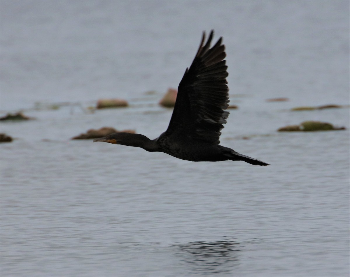 Double-crested Cormorant - ML606290731