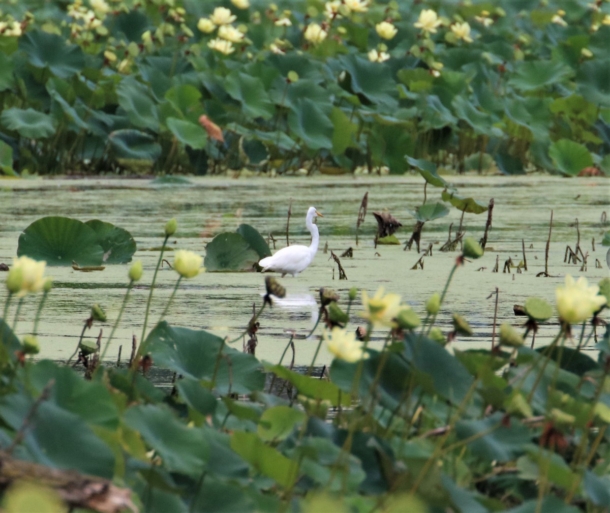 Great Egret - ML606291001