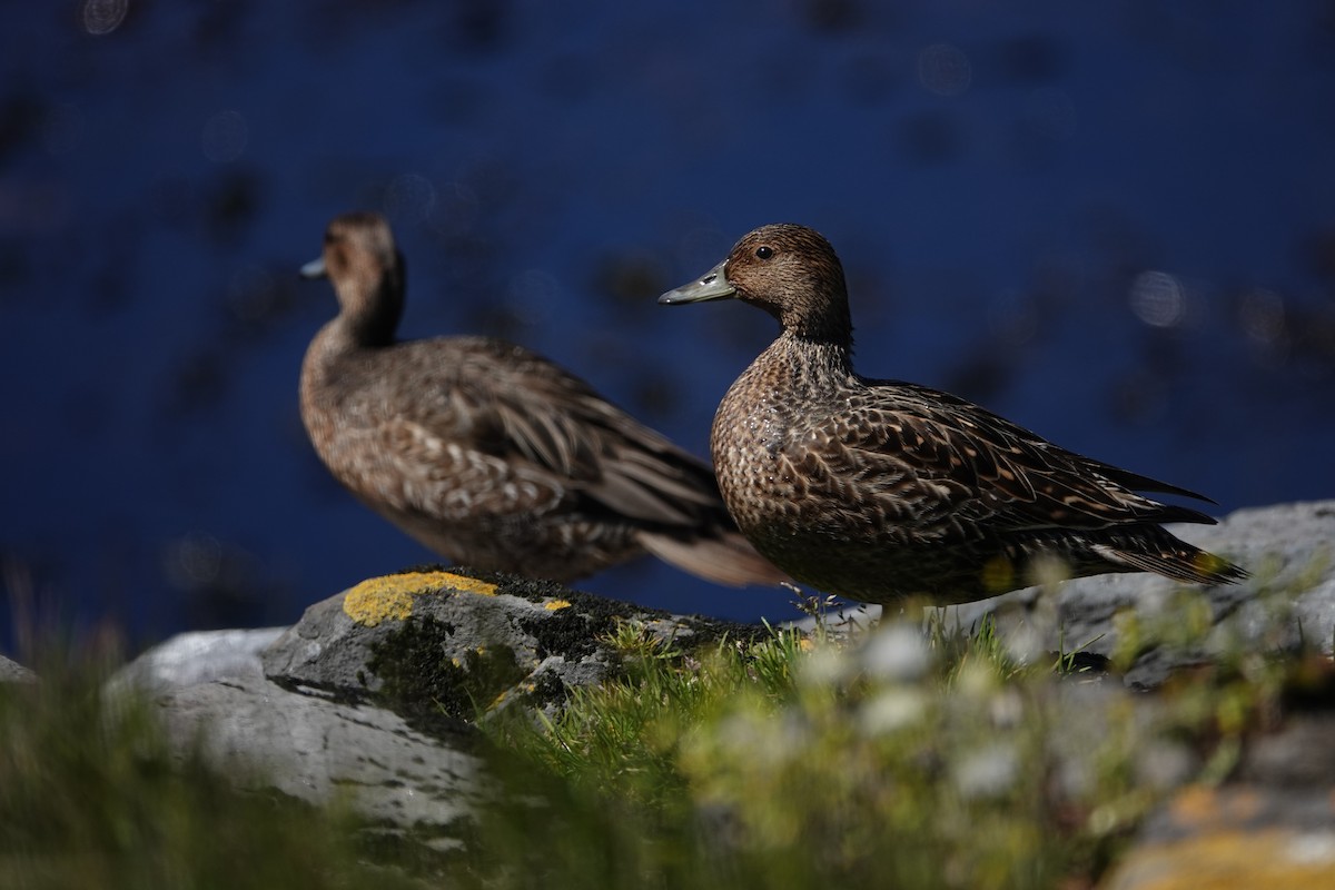 Kerguelen Kılkuyruğu - ML606291161