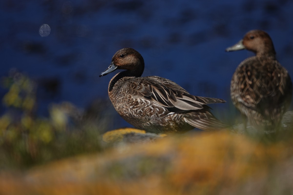 Eaton's Pintail - ML606291181