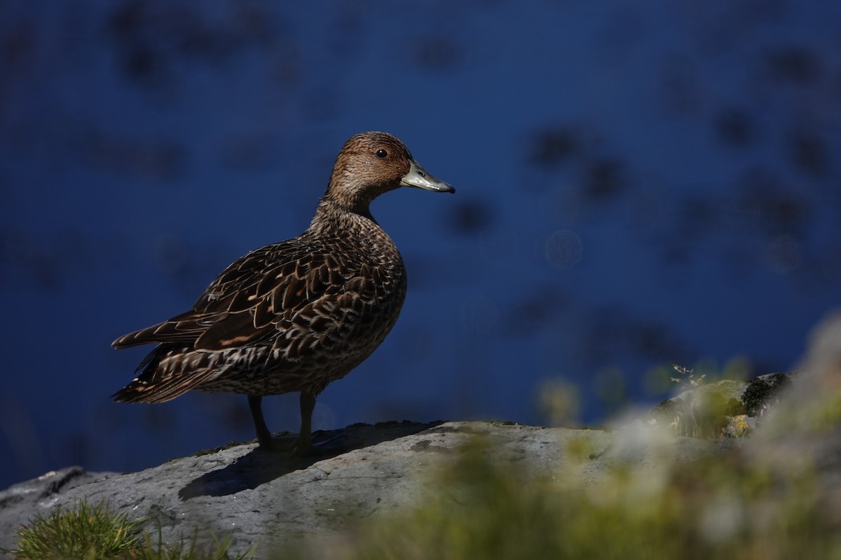 Kerguelen Kılkuyruğu - ML606291261