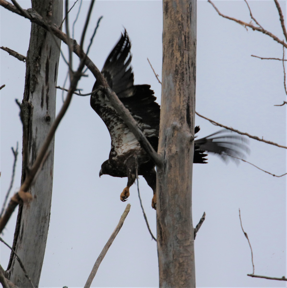 Bald Eagle - Joli Reising