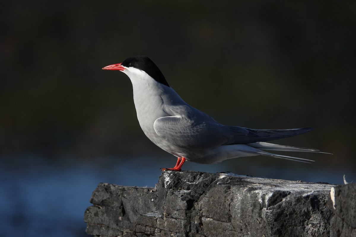 Kerguelen Tern - ML606291671