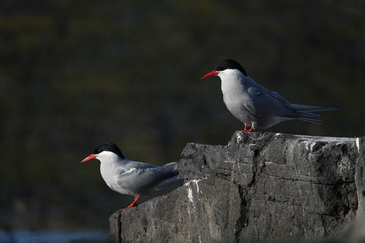 Kerguelen Tern - ML606291721