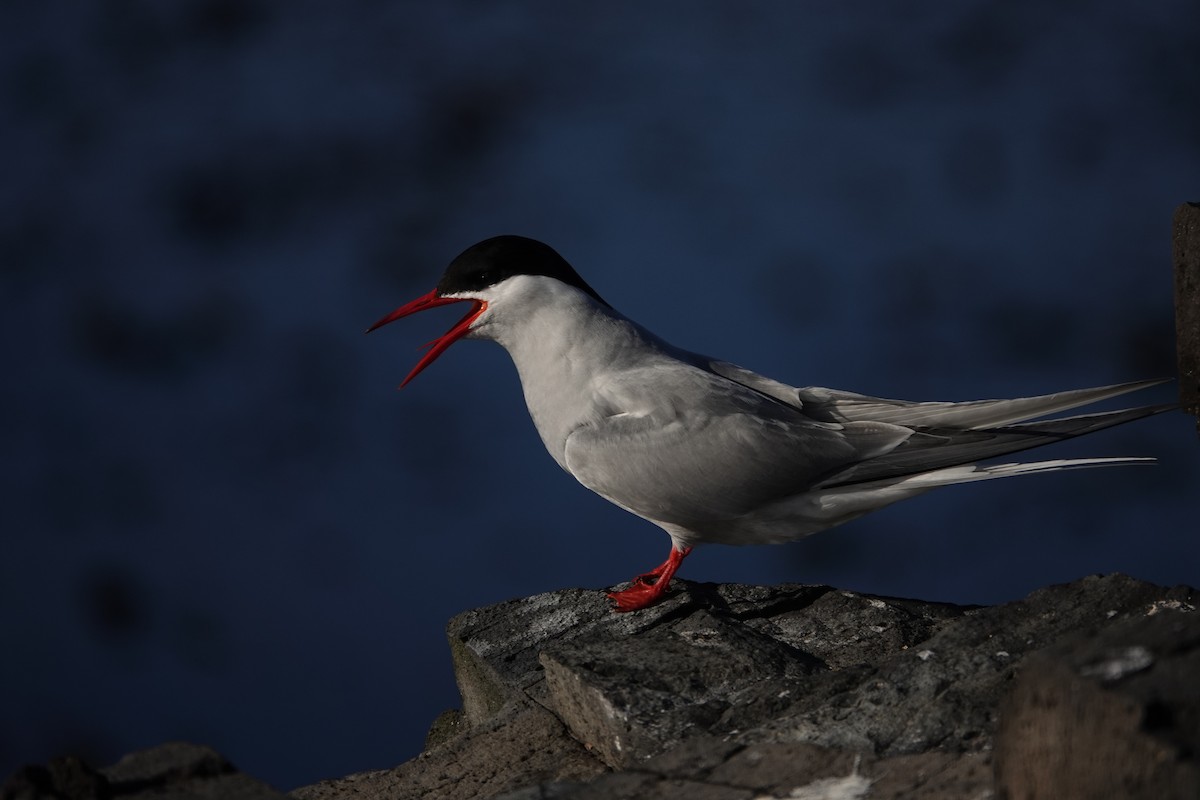 Kerguelen Tern - ML606291741