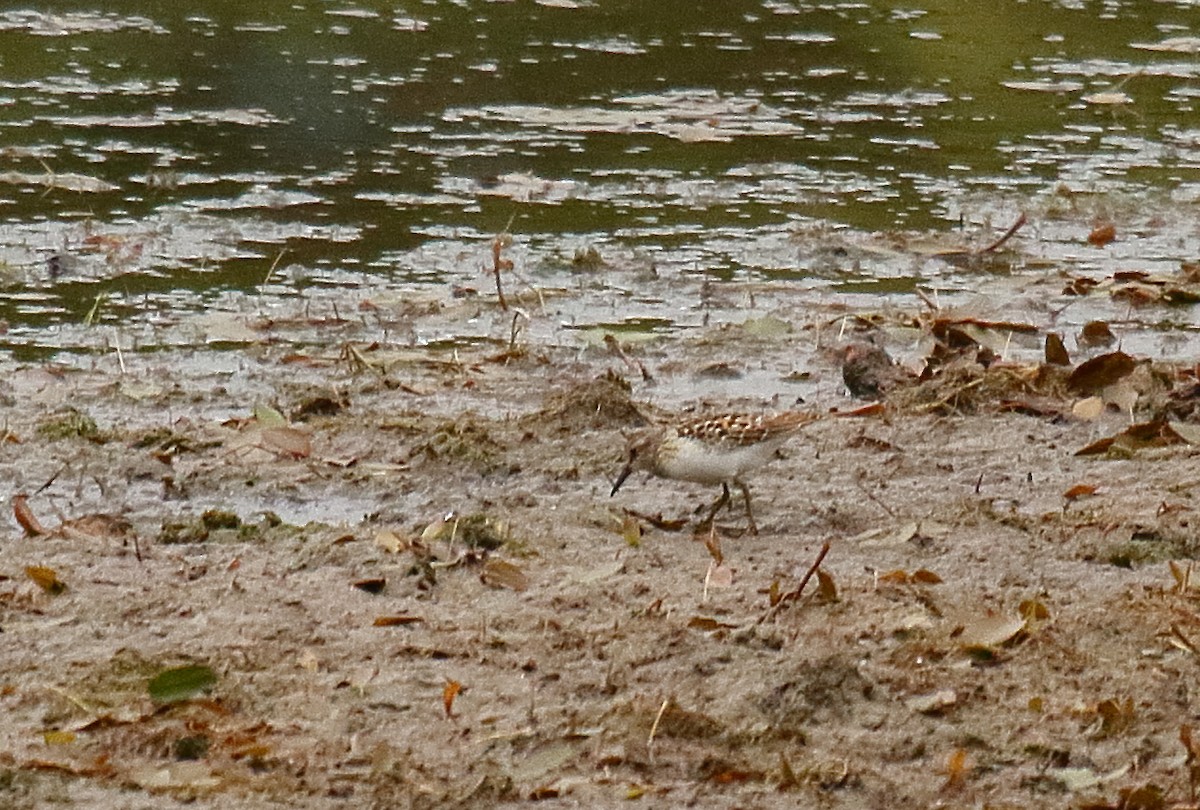 Least Sandpiper - Greg Gillson