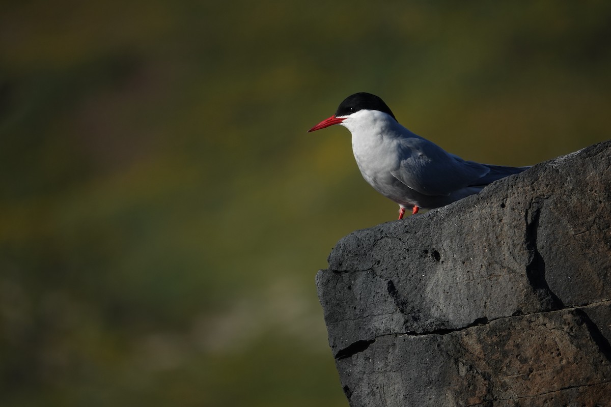 Kerguelen Tern - ML606291771