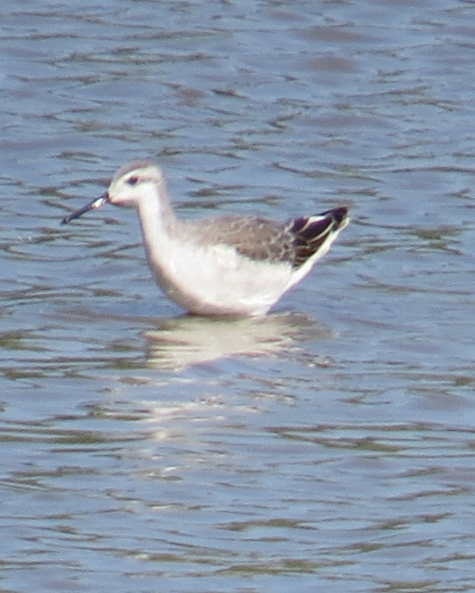 Wilson's Phalarope - ML606292551