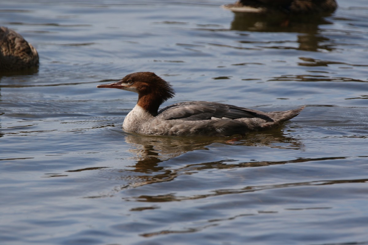 Common Merganser - Brad Carlson