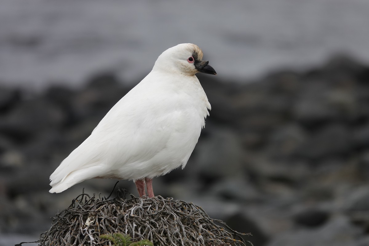 Black-faced Sheathbill - Vincent PERRIN