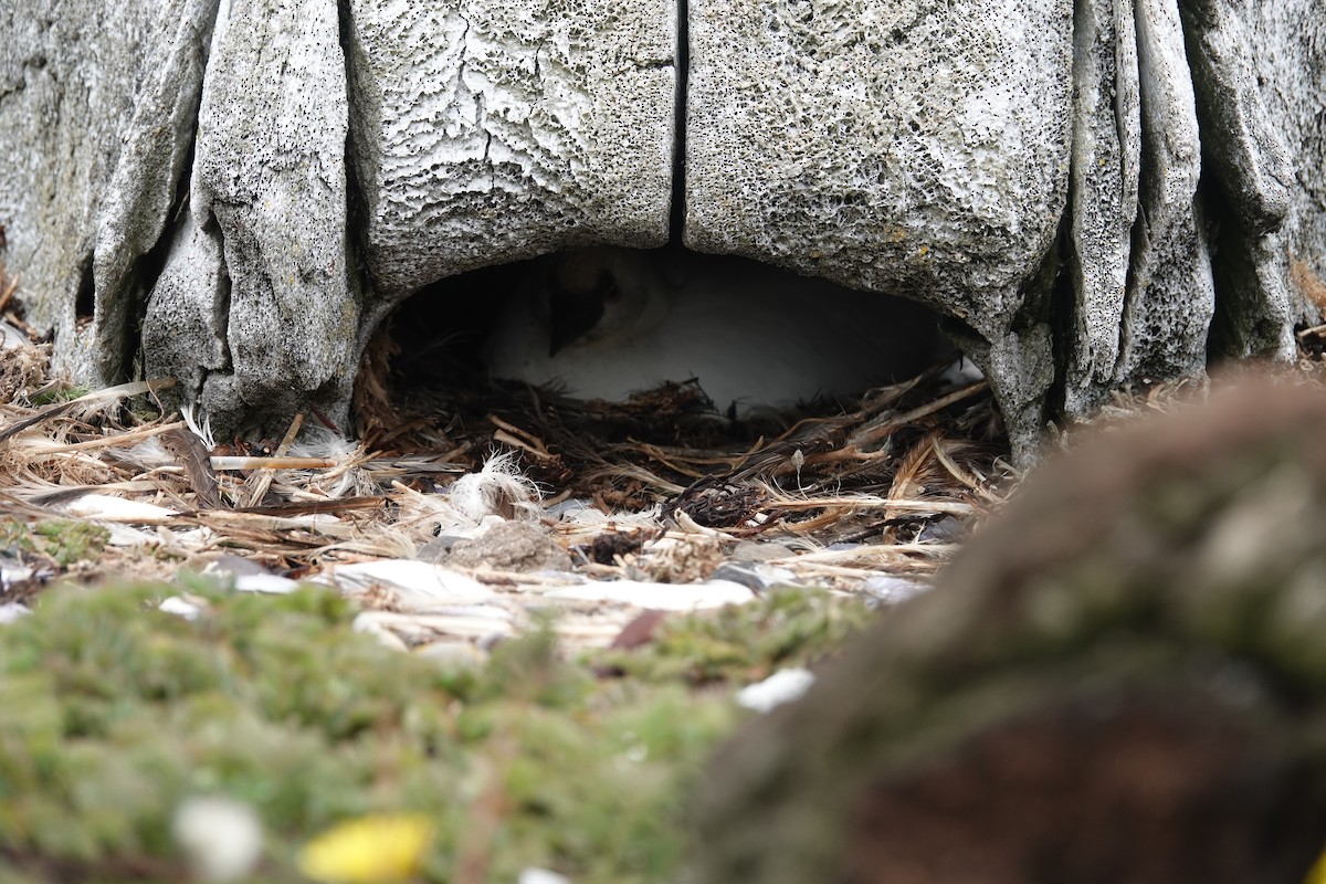 Black-faced Sheathbill - ML606293051